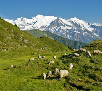moutons et alpage de pormenaz