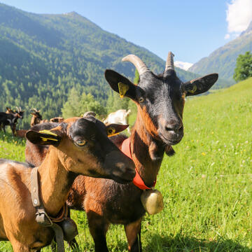 troupeau de chèvres à Vallorcine