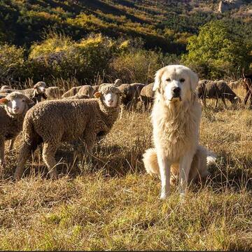 patou et son troupeau
