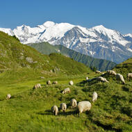 moutons et alpage de pormenaz